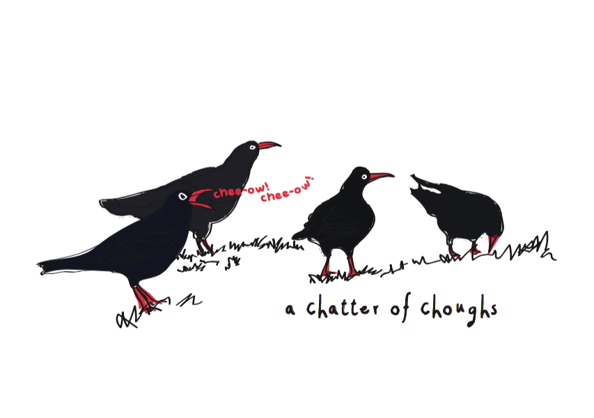 Chatter of Choughs card