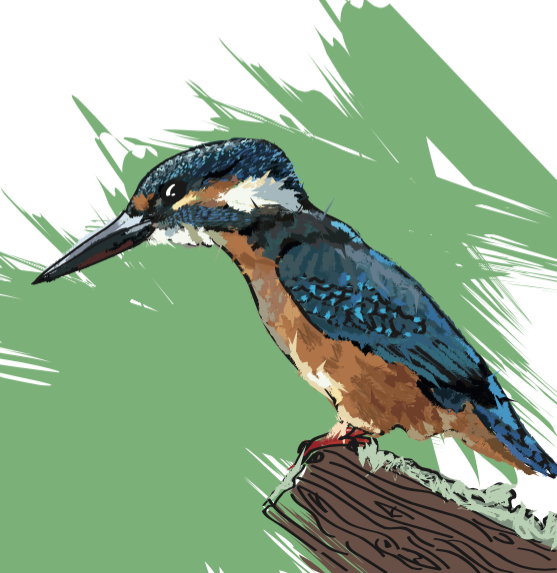 kingfisher card