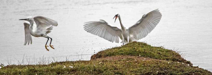 white egrets fighting