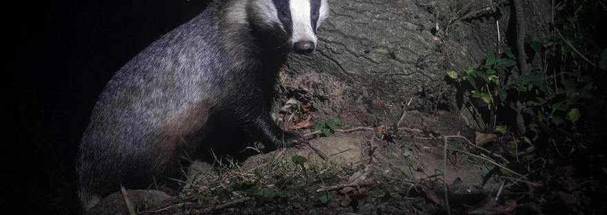 badger in the dark