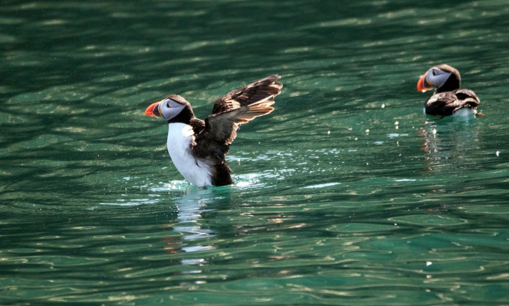 2 puffins in water